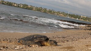 Een strand met een schildpad in het zand en golven die op de kust breken.