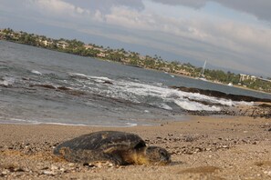 Lettini da mare, teli da spiaggia