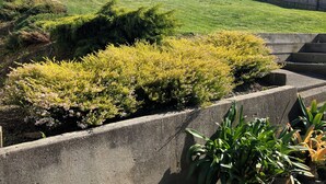 Un jardín ajardinado con cerca de madera, muros de contención de concreto y diferentes arbustos.