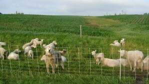 Ein eingezäuntes Feld mit einer Schafherde und einem Hund.