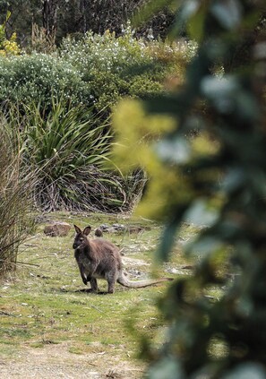 A kangaroo in a natural setting with grass and bushes. - Mandala Bruny Island, waterfront, near Restaurant (Alonnah)