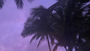 Uma praia com palmeiras e bancos.