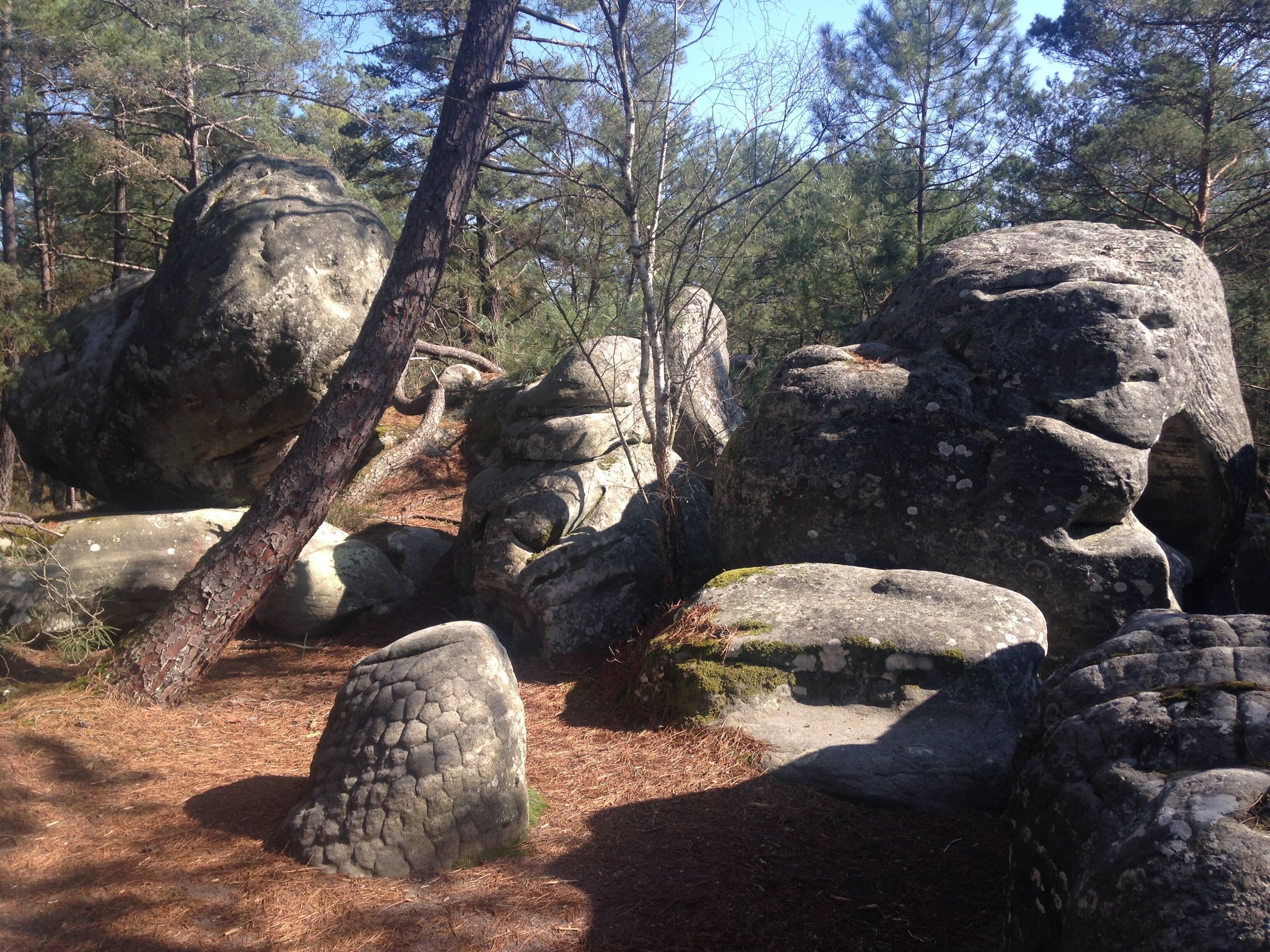 De gros rochers dans un paysage forestier.