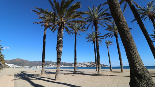 Une plage bordée de palmiers, sous un ciel bleu et dégagé.