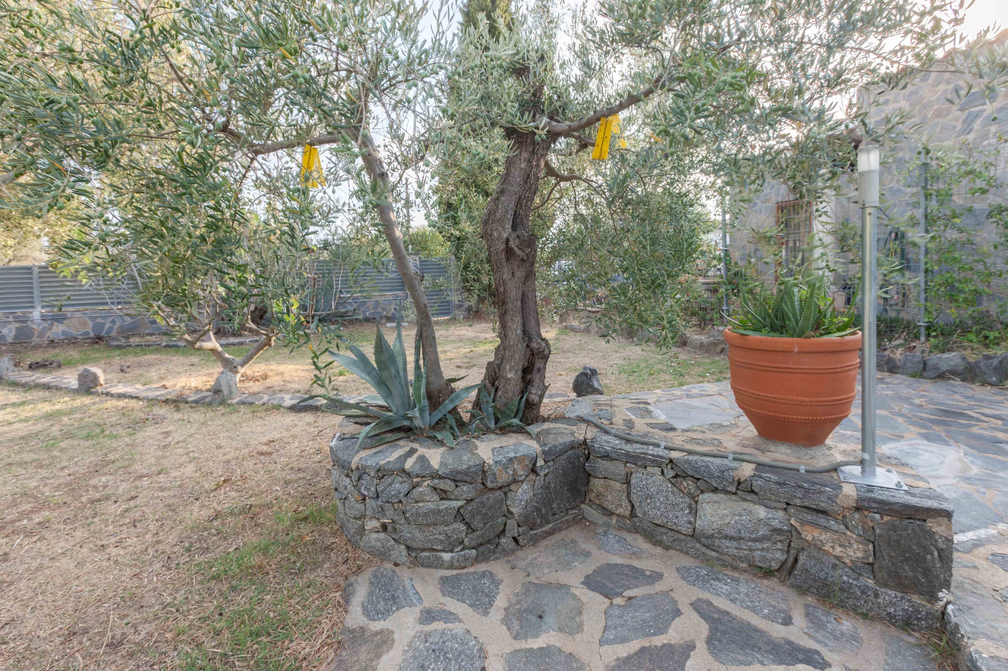 A stone pathway leading to a stone wall with a potted plant.