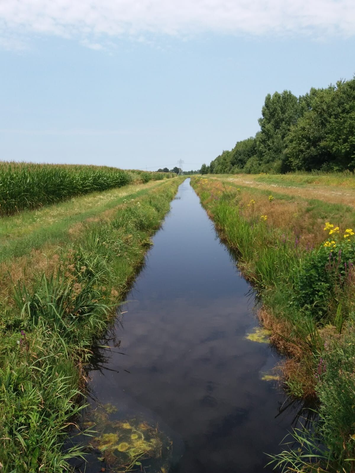 A narrow water channel flanked by grassy fields and trees under a clear sky.