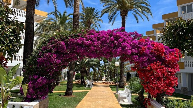 Een pad dat leidt naar een gebouw met palmbomen en bougainvillea's.
