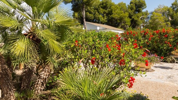A garden with palm trees and red flowers, a white building, and a clear sky.