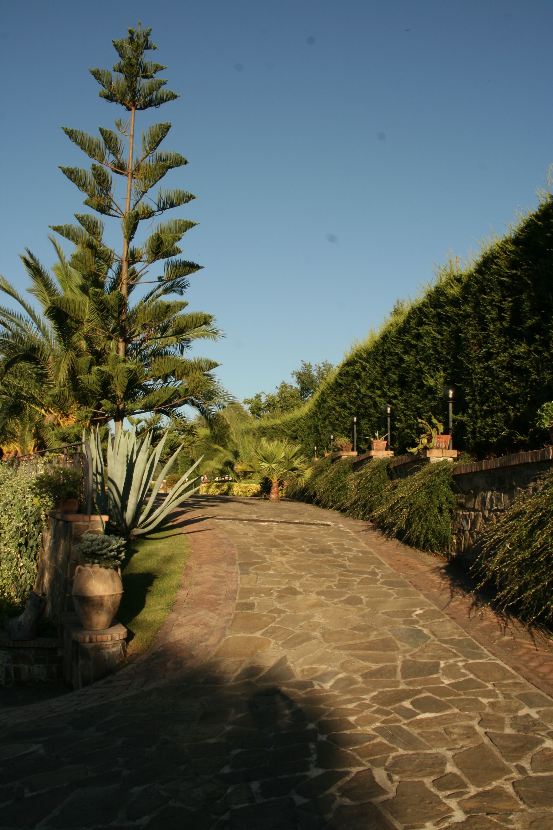 Um caminho de pedra serpenteia por um jardim com diversas plantas e uma árvore alta.