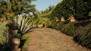 A stone pathway leading through a garden with various plants and a tall tree.