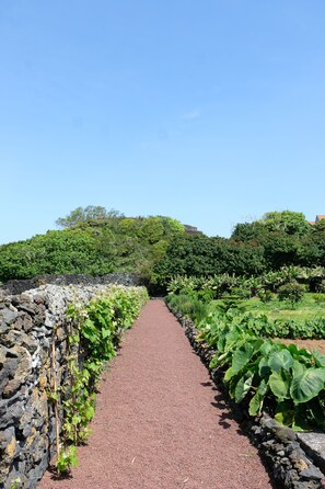 Ein Pfad, gesäumt von üppigem Grün und Steinmauern, der zu einem Hügel mit dichter Vegetation hinaufführt.