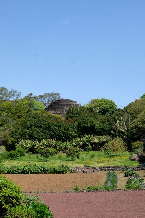 Un jardín con diversas plantas y una gran formación rocosa al fondo.