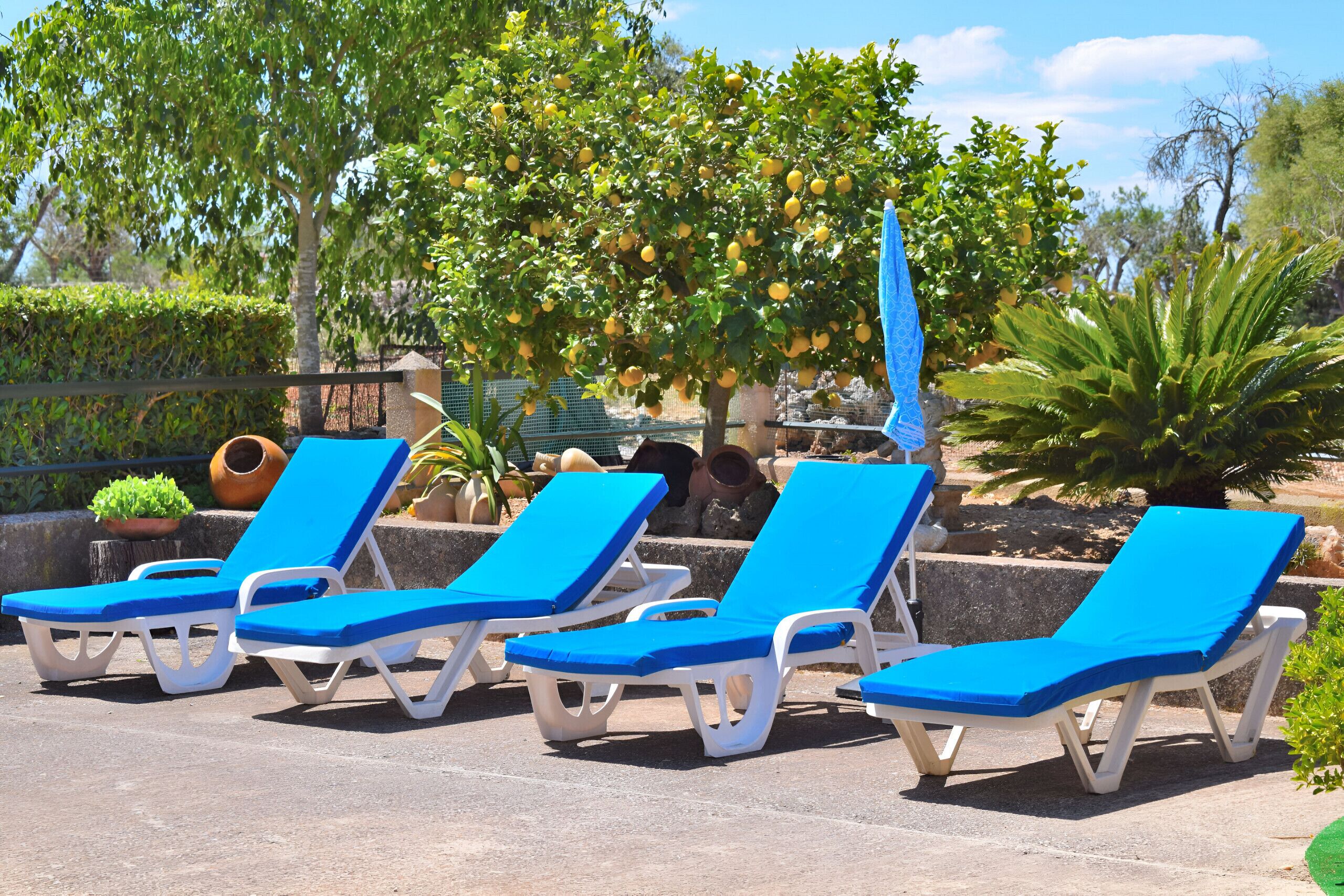 A row of blue and white sun loungers with a tree and potted plants in the background.