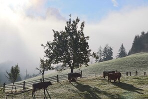 Uklassifisert bilde, 3 av 16, knapp