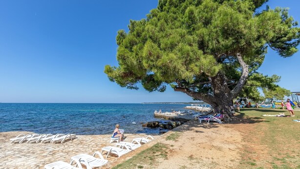 A beach with white lounge chairs, a large tree, and the sea in the background.