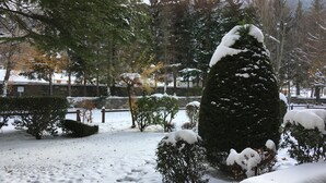 A snow-covered garden with various trees and shrubs, a stone wall, and a wooden fence.