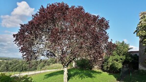 Un camí ombrejat per arbres que condueix a un edifici amb façana de pedra.