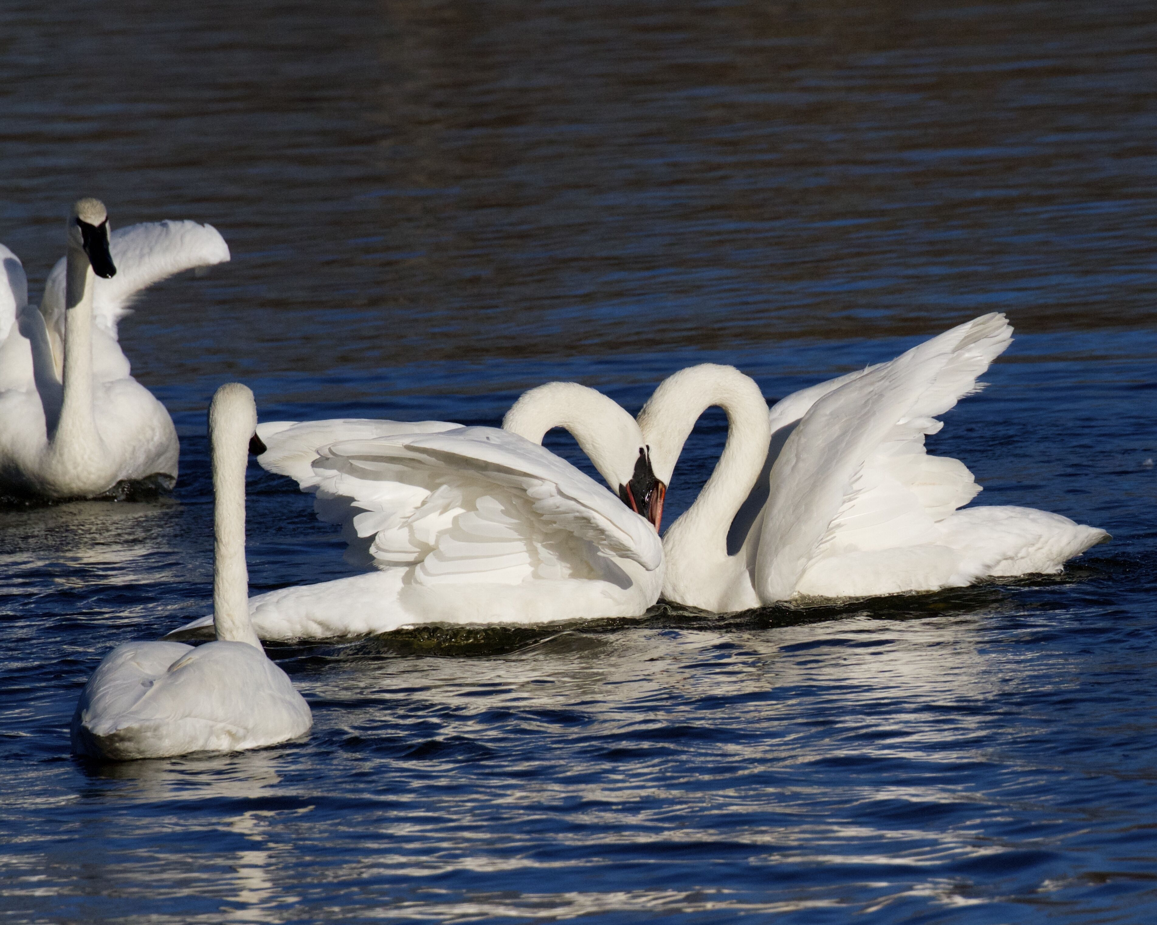 A group of swans on water.