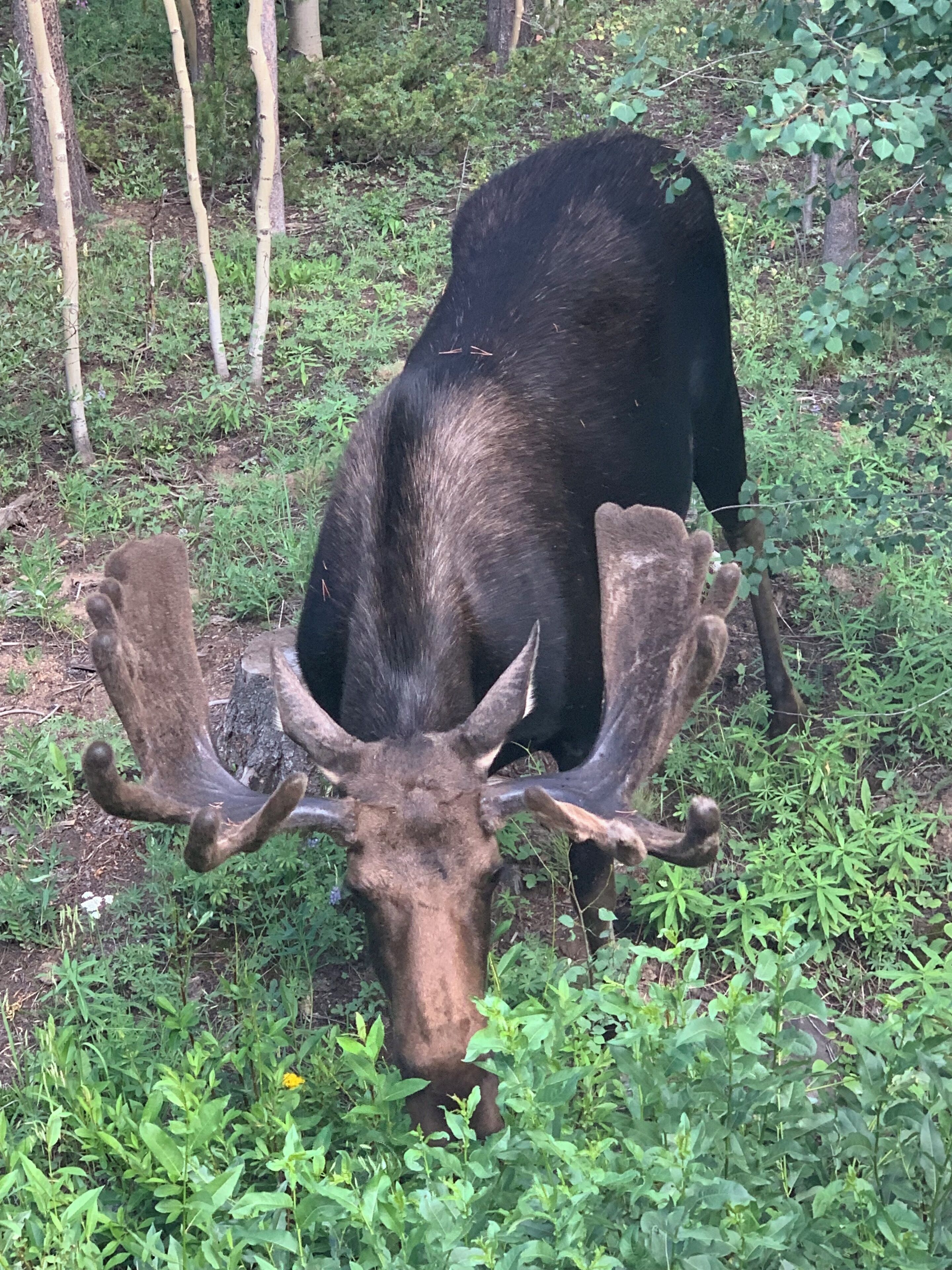 A moose in a natural setting with greenery and trees.