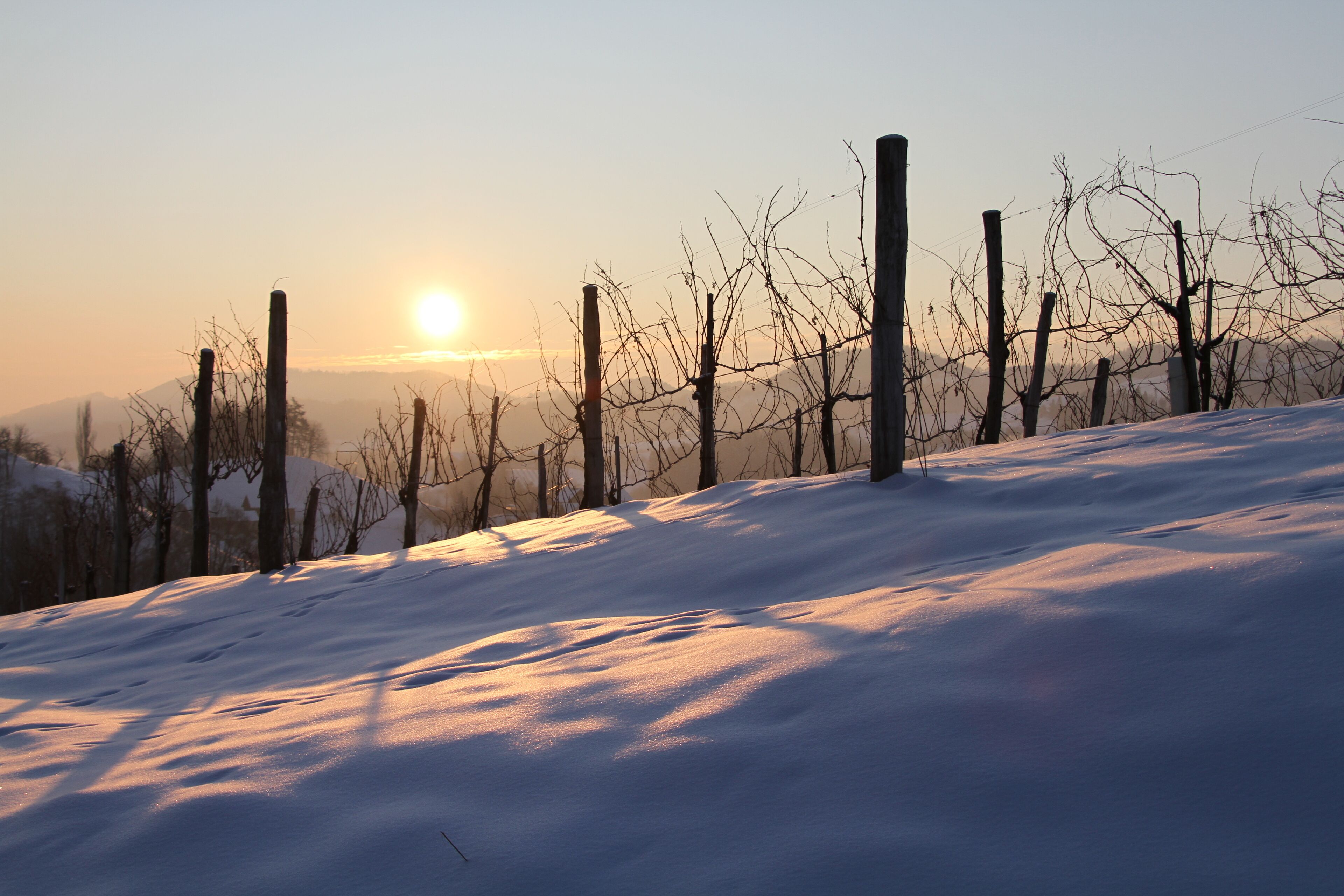 A snow-covered landscape with a wooden fence and bare trees during sunset.