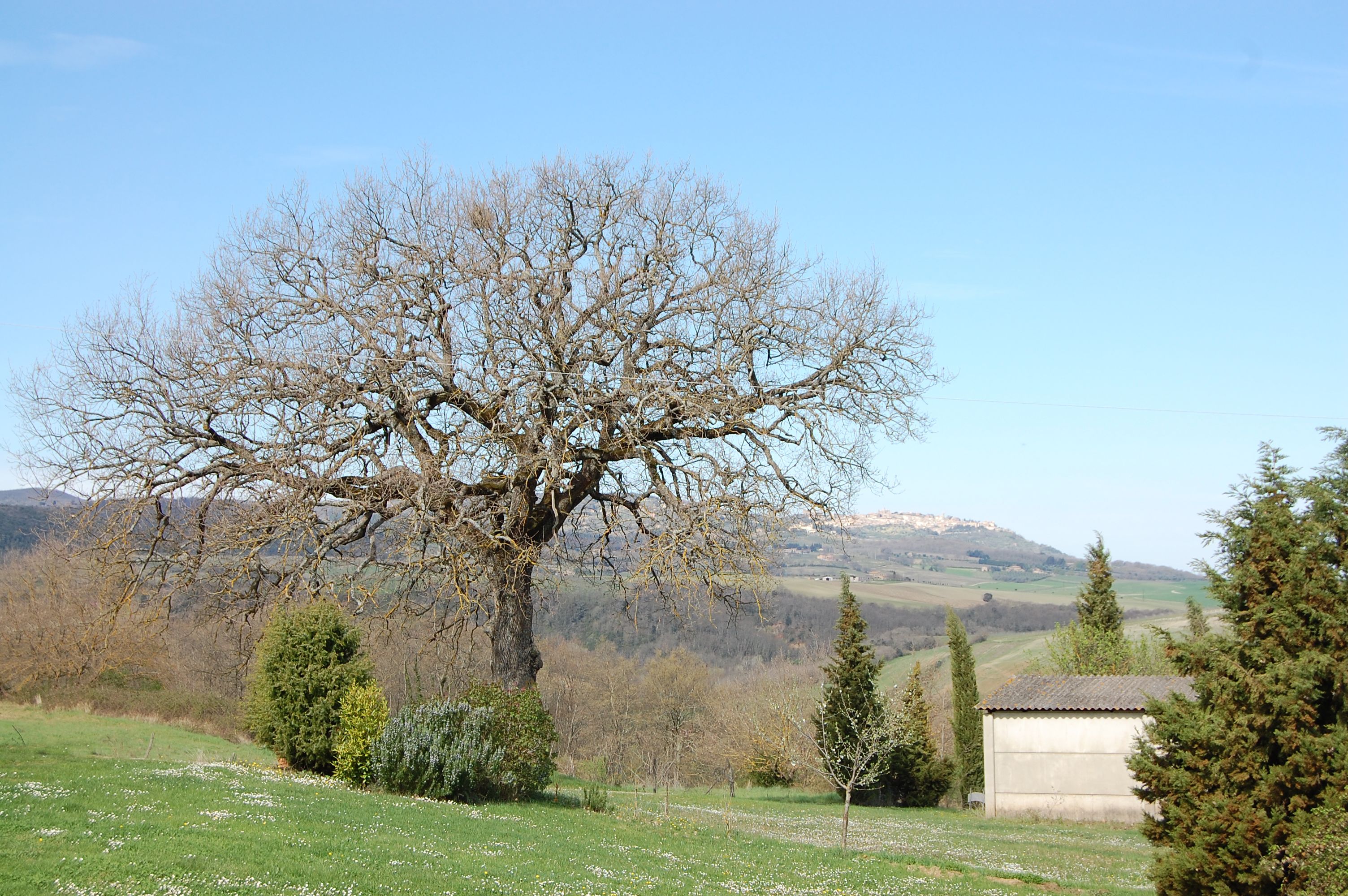 A large leafless tree in a rural landscape with rolling hills in the background.