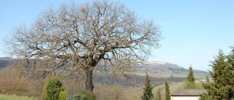 A large leafless tree in a rural landscape with rolling hills in the background.