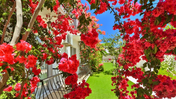 A garden with red flowers and a well-maintained lawn.