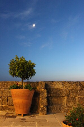 Una planta en maceta sobre un repisa de piedra, con un cielo nocturno despejado y la luna visible.