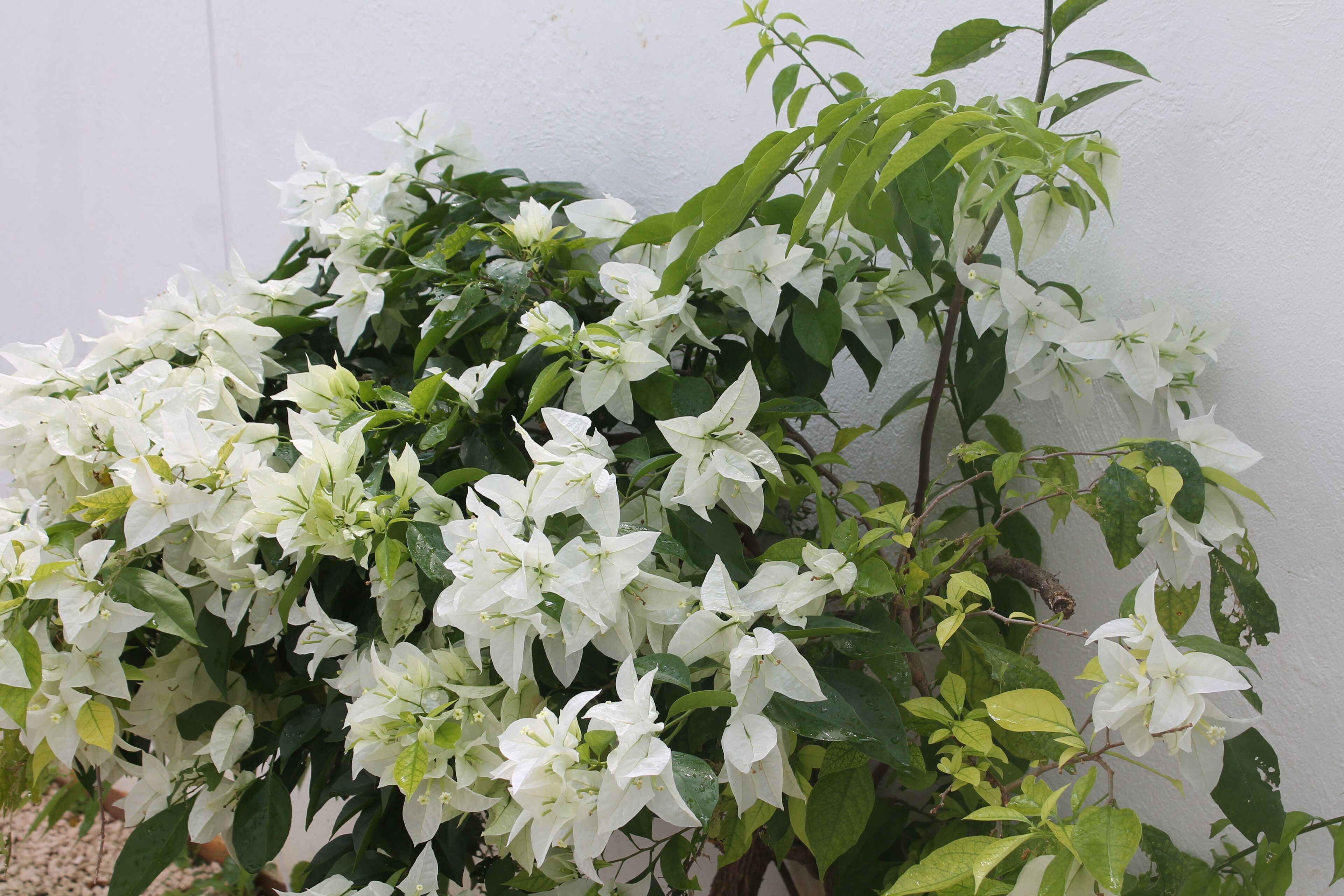 Foto - B&B Villa Luna