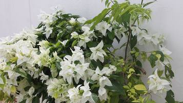 A potted plant with white flowers against a white wall.