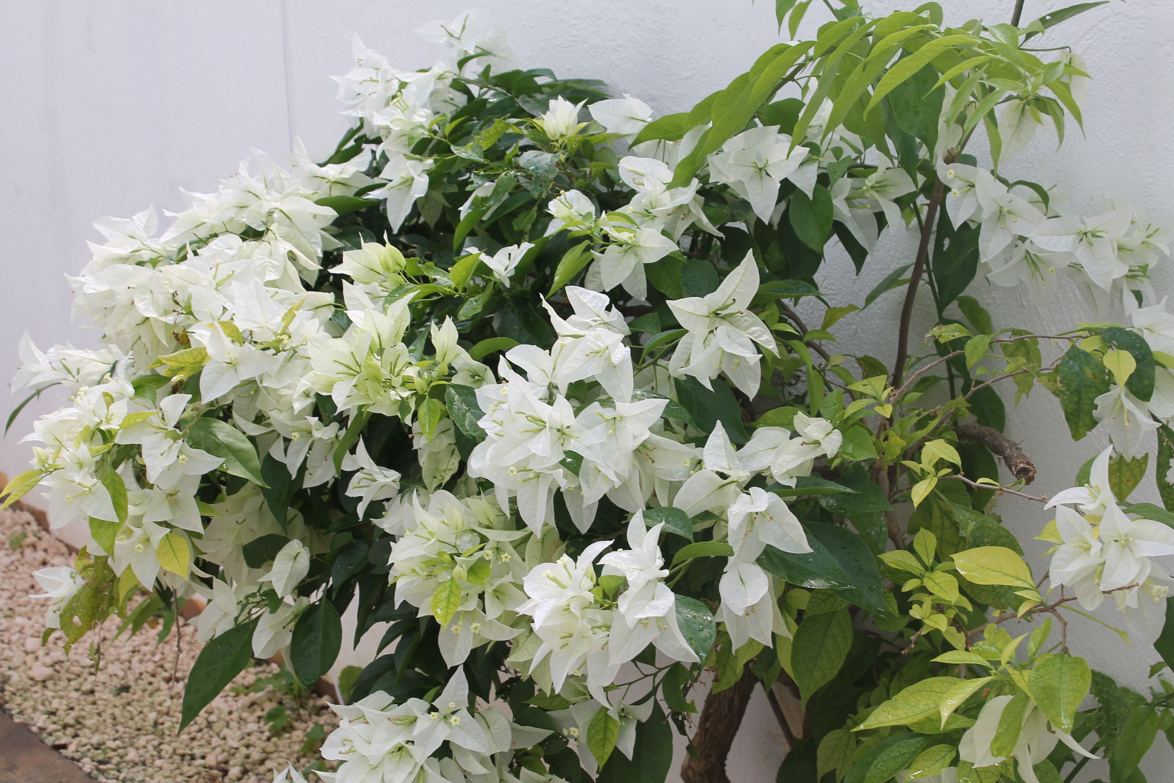 Foto - B&B Villa Luna