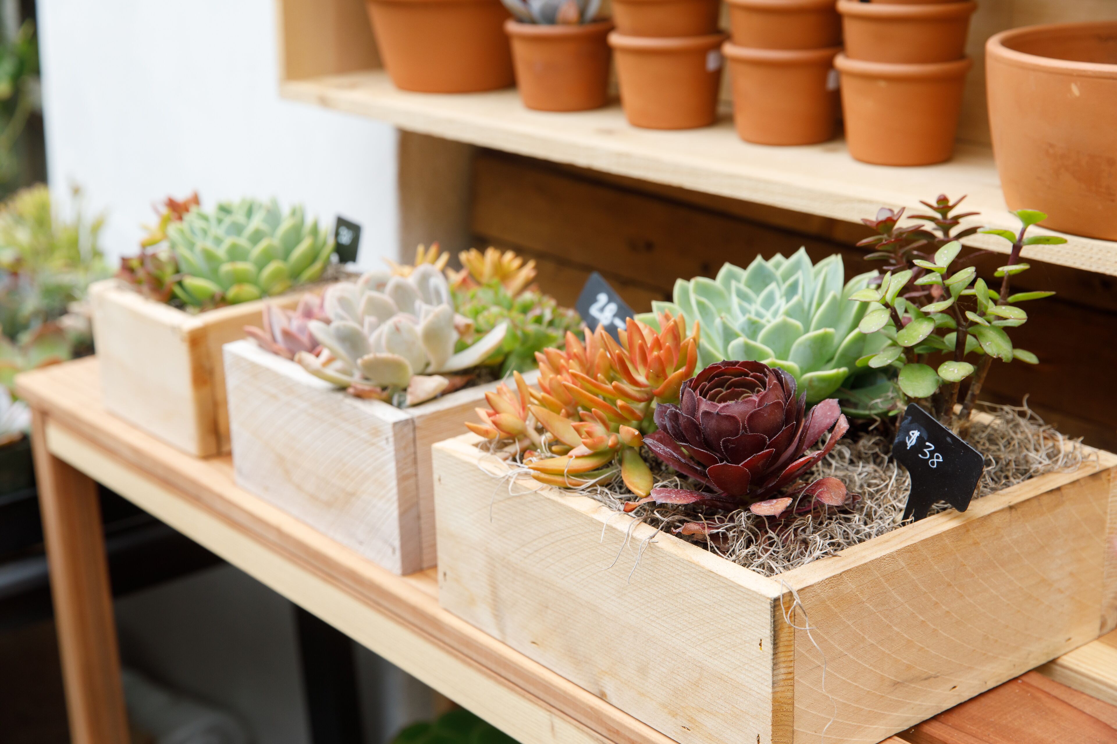 Houten plantenbakken met vetplanten op een houten plank.