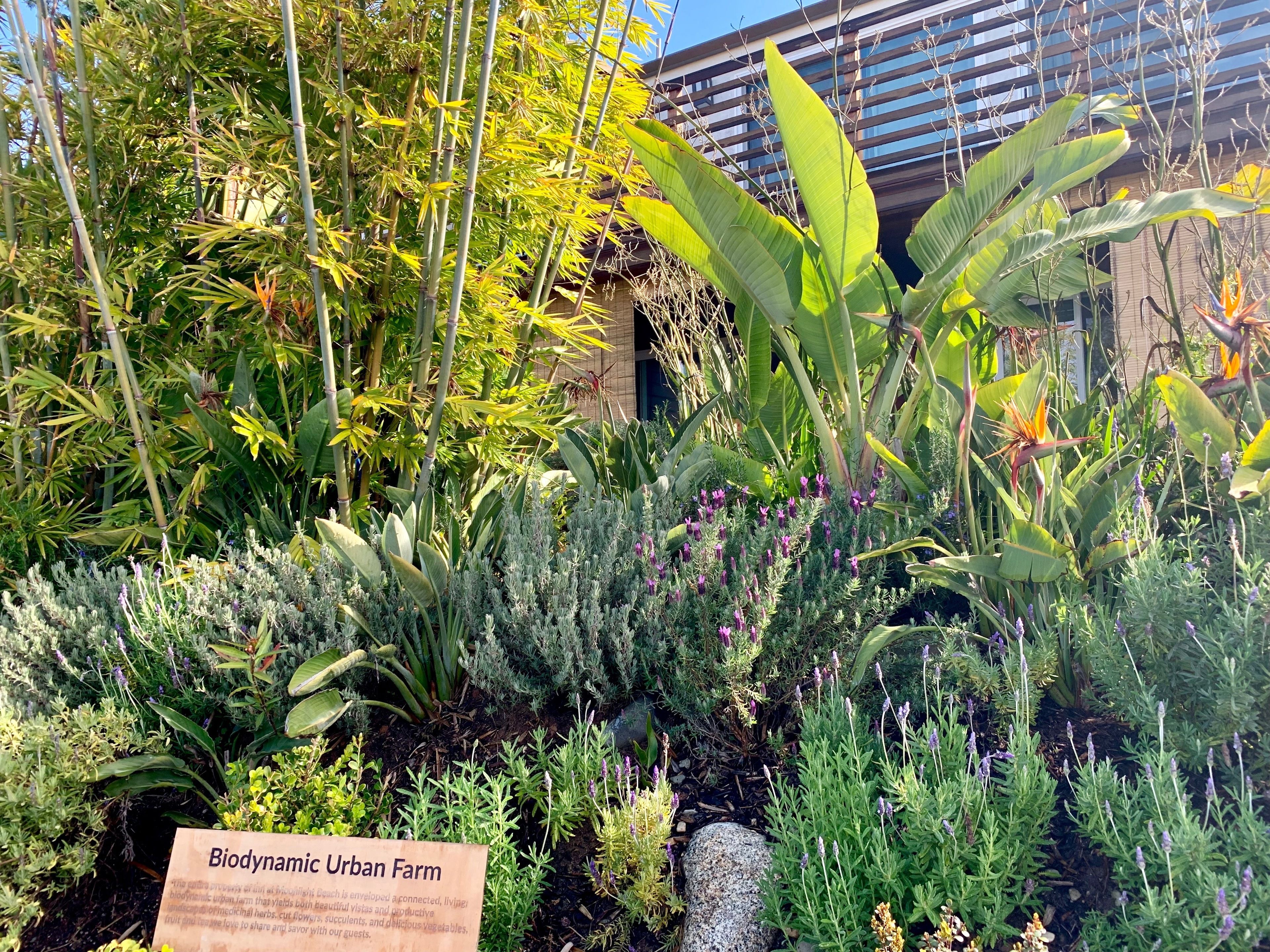 Foto - Inn at Moonlight Beach