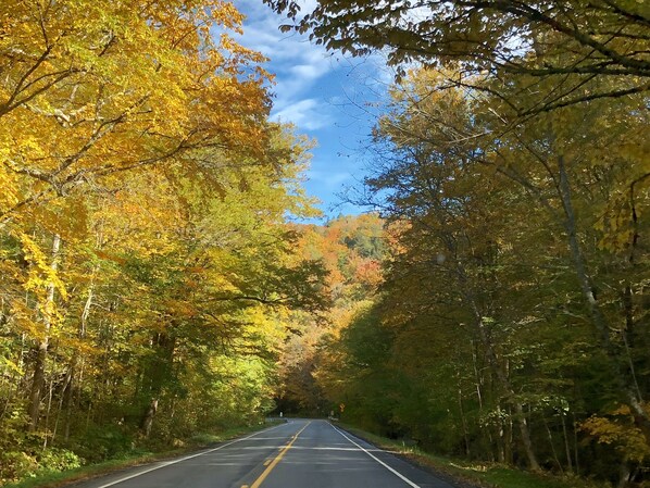 Una carretera bordeada de árboles con follaje otoñal.