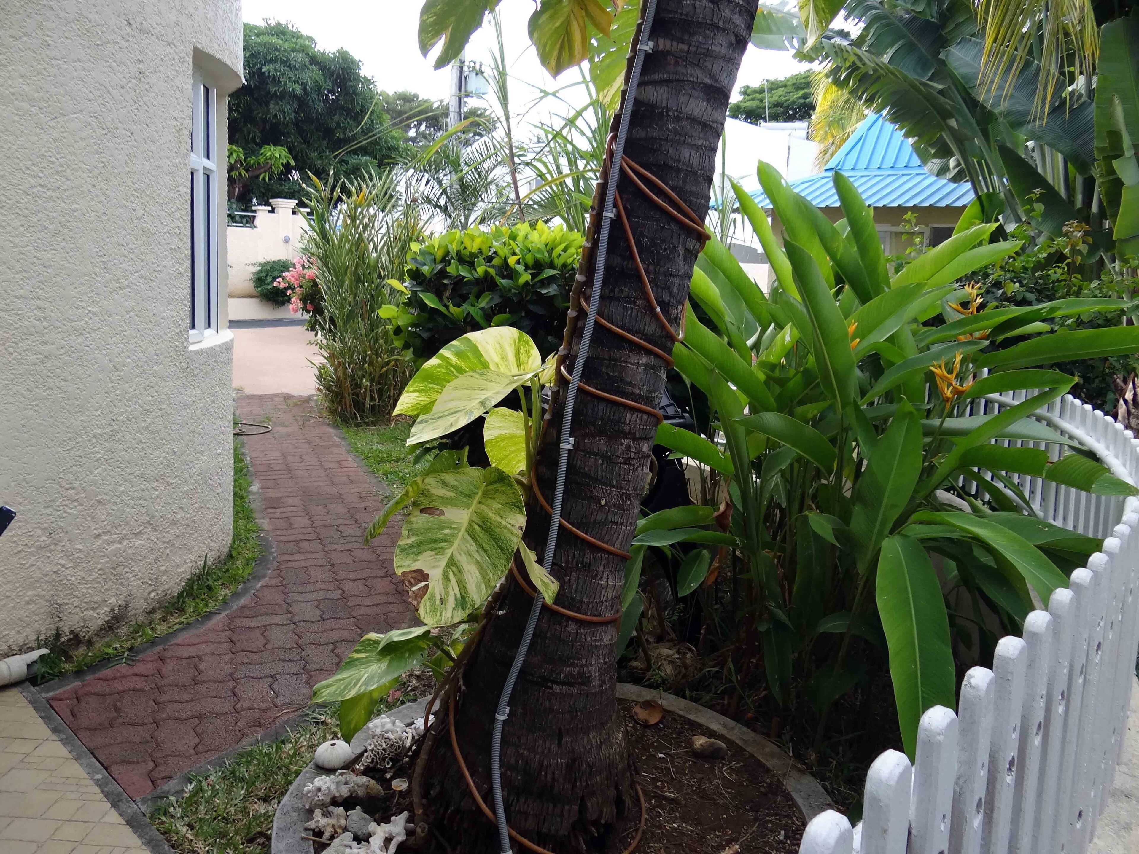 Ein Garten mit weißem Zaun, ein Baum mit einem darum gewickelten Schlauch und verschiedene Pflanzen.