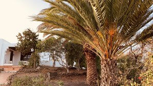 Una palmera en un jardín cuidado con un edificio blanco al fondo.