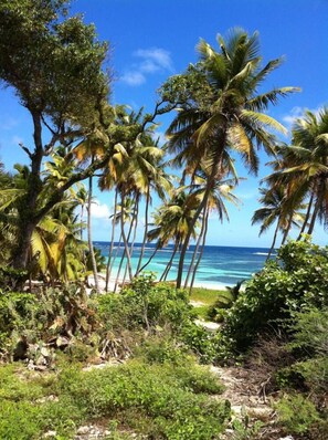 A tropical beach with palm trees and a view of the ocean. - Gîte Muskad, Creole charm and tropical calm at Cap Chevalier (Sainte Anne)