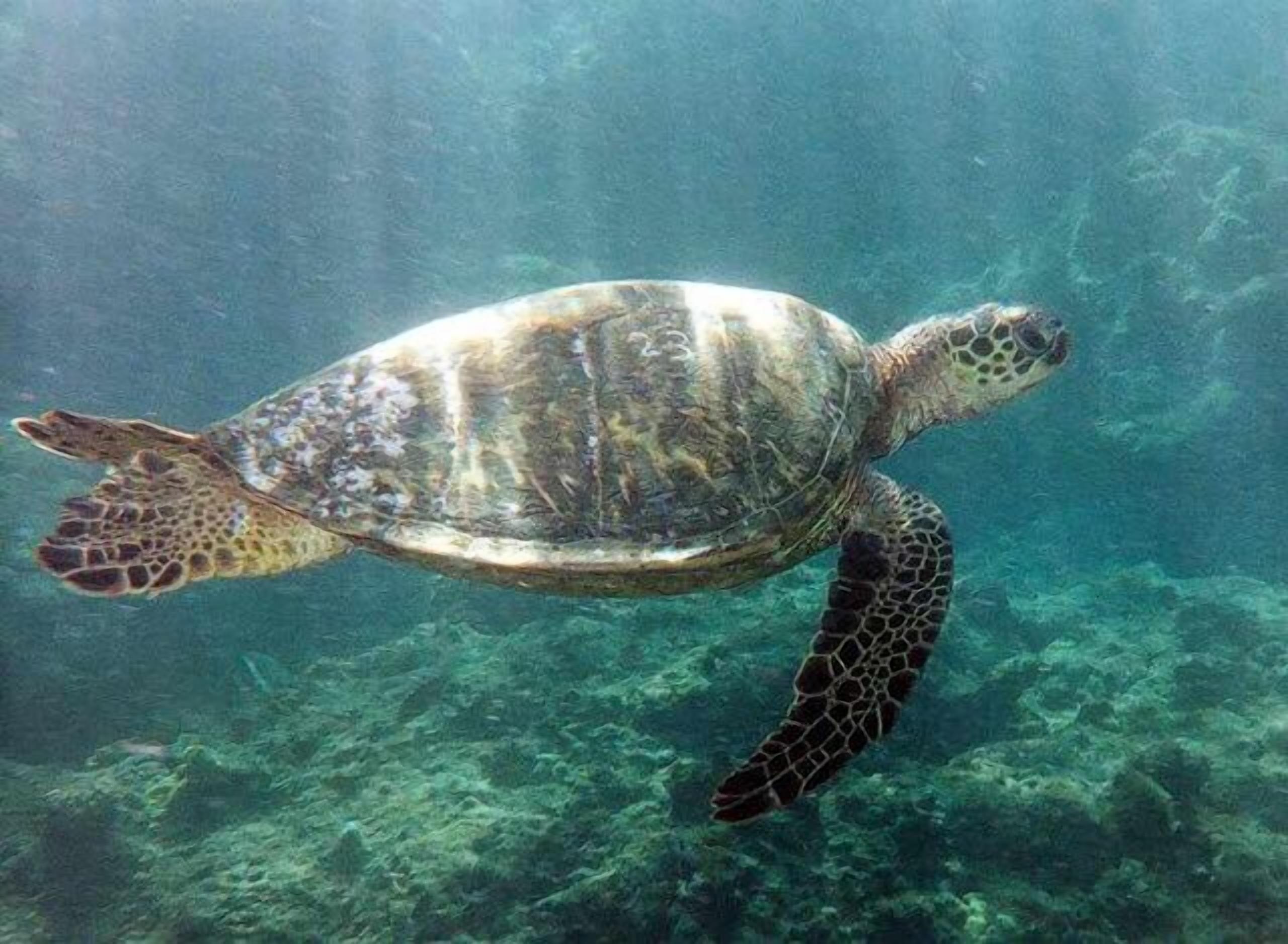 Une tortue de mer nageant sous l’eau.