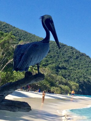 On the beach, sun-loungers