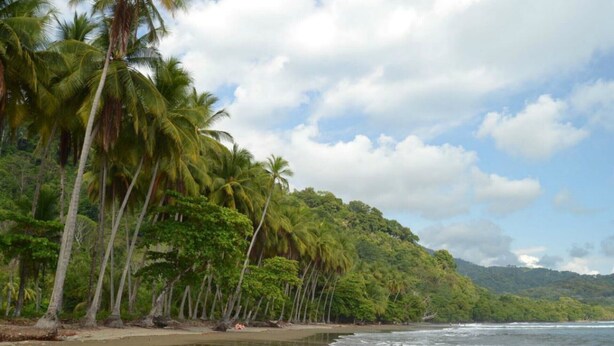 Una playa con palmeras y vista al océano.