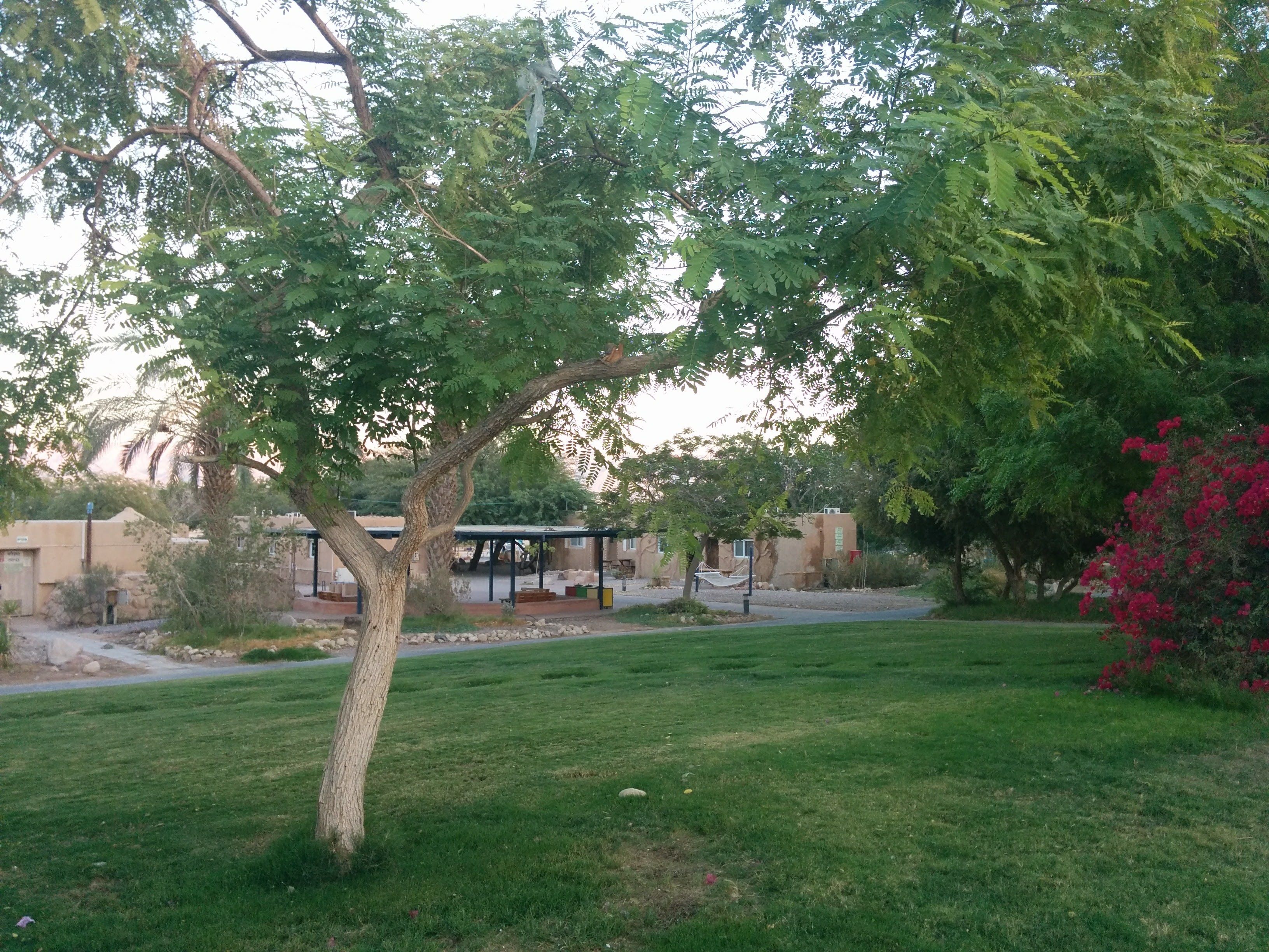 A grassy area with a tree, a covered structure, and a building in the background.
