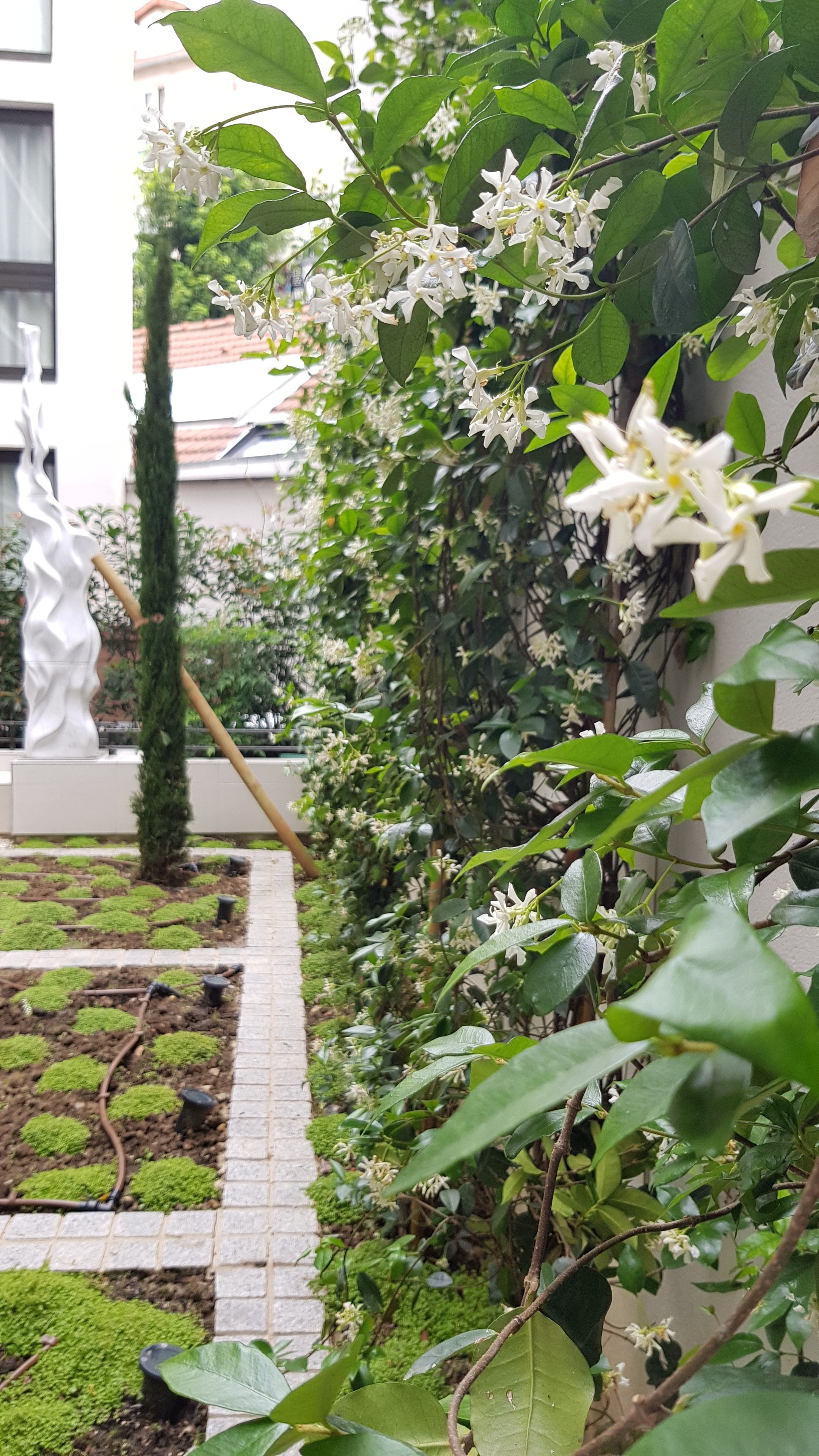 Un giardino con fiori bianchi, una statua e un vialetto in mattoni.