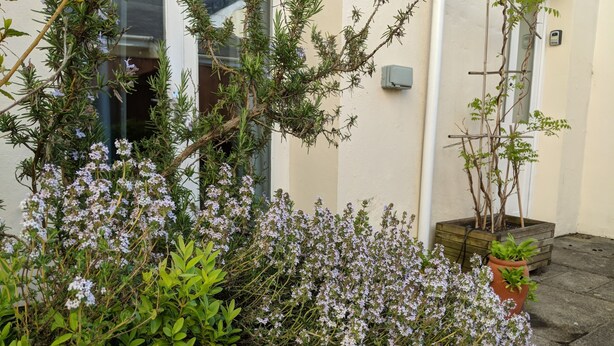 A garden with various plants and flowers, a wooden planter, and a white wall with a door and a window. - Weirholme Annex (Barnstaple)