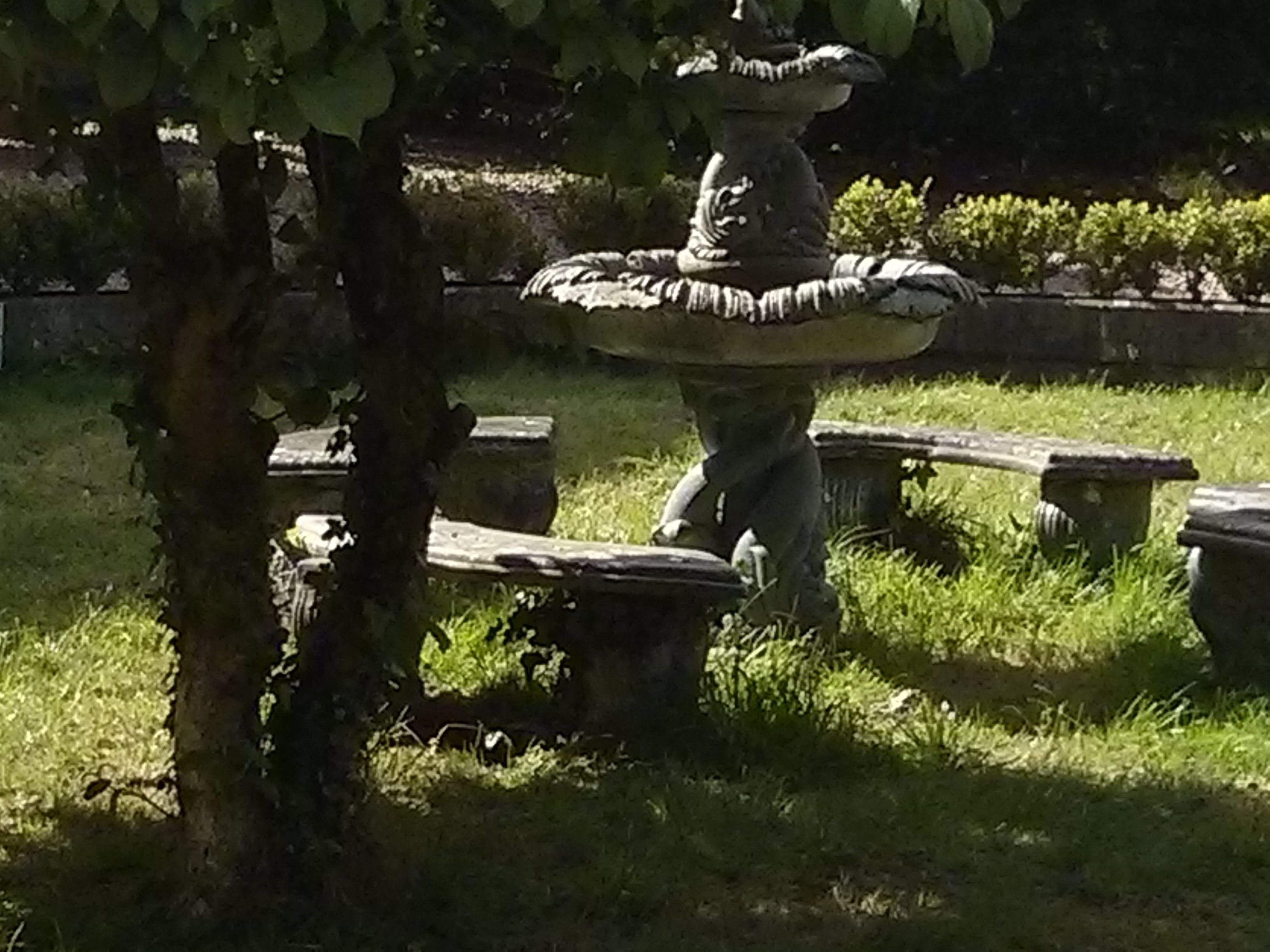 A garden with a stone fountain, benches, and a tree.