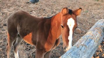 A young horse standing next to a wooden log in a dirt area.