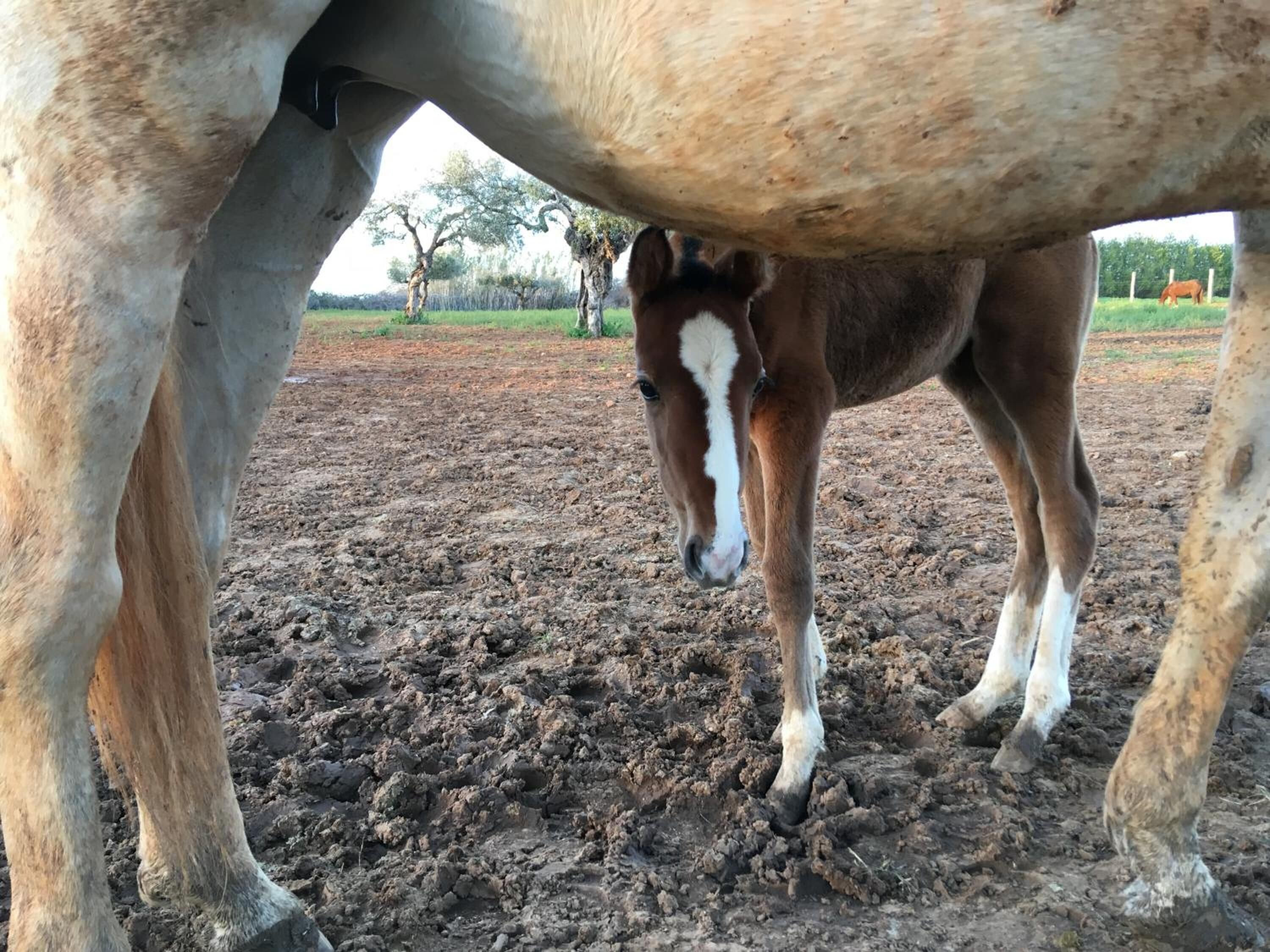 Foto - Hacienda La Indiana