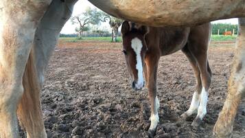 Un caballo con un potrillo de pie en un campo embarrado.