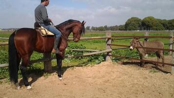 Uma pessoa a cavalo, ao lado de uma mula, em uma área cercada, com vegetação ao fundo.