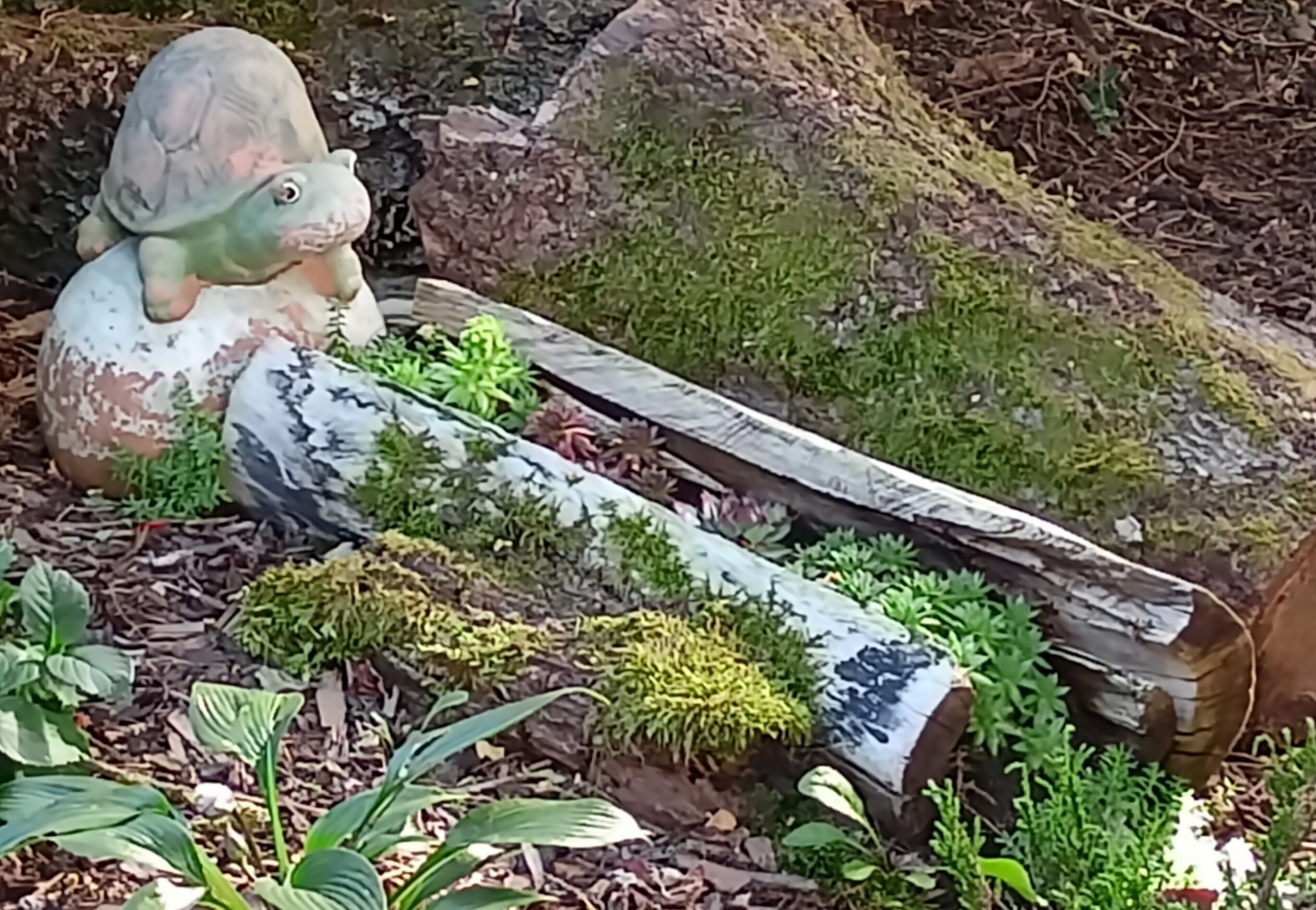 A garden with a turtle statue, a log, and various plants.