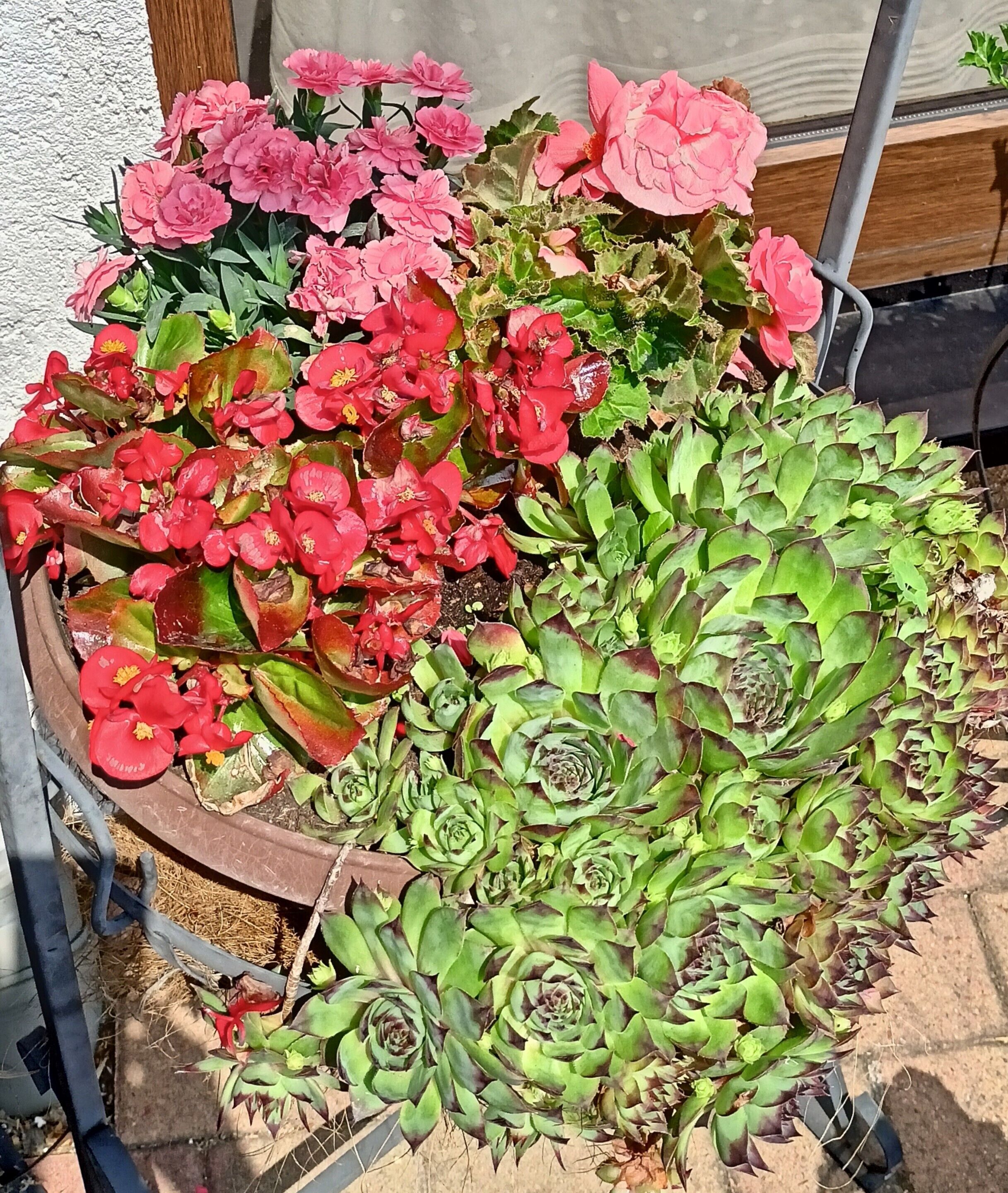 A potted plant with pink and red flowers and green foliage.